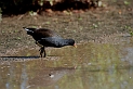 Moorhen - C